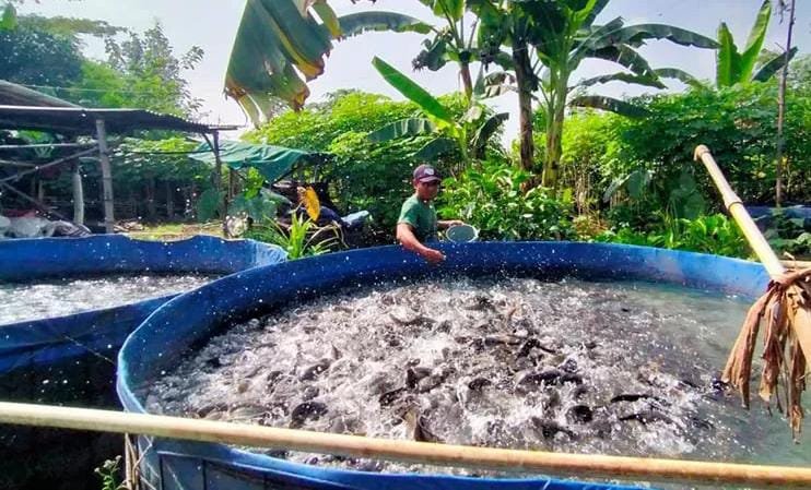 Perikanan di Kabupaten Pasuruan Menunjukkan Geliat Yang Menjanjikan, Cek Perolehan Per Bulan.