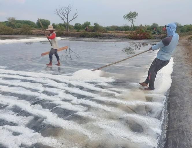 Produksi Garam Wilayah Kabupaten Pasuruan Mulai Di Jalankan.